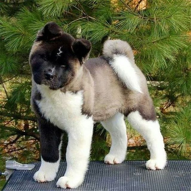 a puppy standing on top of a table next to a pine tree in the forest