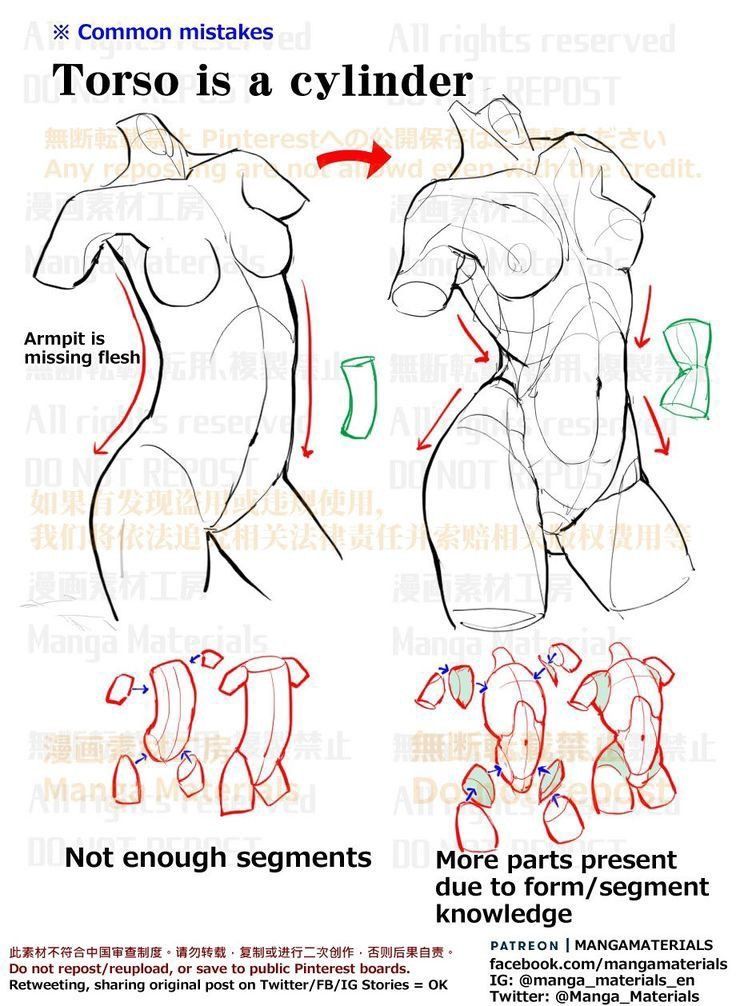 how to draw the torso and arm muscles