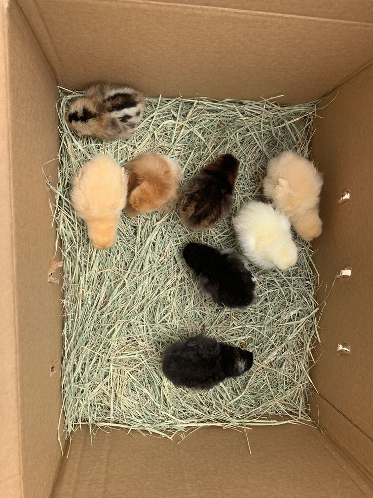 an open cardboard box filled with baby birds on top of hay and straw covered ground