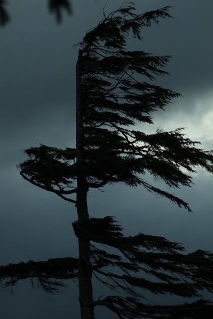 a tree that is blowing in the wind on a cloudy day with dark clouds behind it