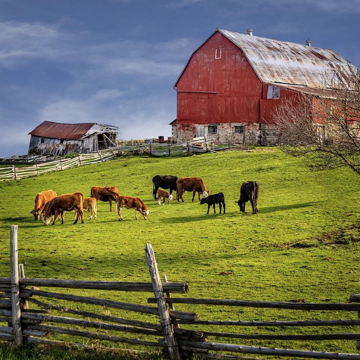 a herd of cattle grazing on a lush green field next to a red barn and wooden fence