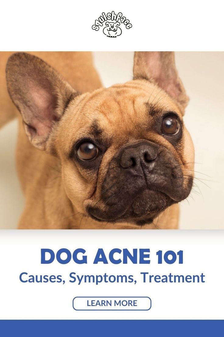 Does your pup suffer from dog acne? It's a dog skin problem that can be common in bulldogs and other breeds with dog wrinkles and in this Squishface blog post there's help! Discover causes of dog acne, signs to be aware of and dog acne natural remedies to provide relief. We also have amazing dog grooming supplies to help in the effort to avoid and treat dog acne. Get these dog skin care must know tips and other dog care goodies when you read now! | dog remedies Acne Natural Remedies, Dog Acne, Itchy Dog Skin, Dog Paw Care, Dog Tear Stains, Dog Hot Spots, Dog Skin Problem, Wrinkly Dog, Wrinkle Dogs