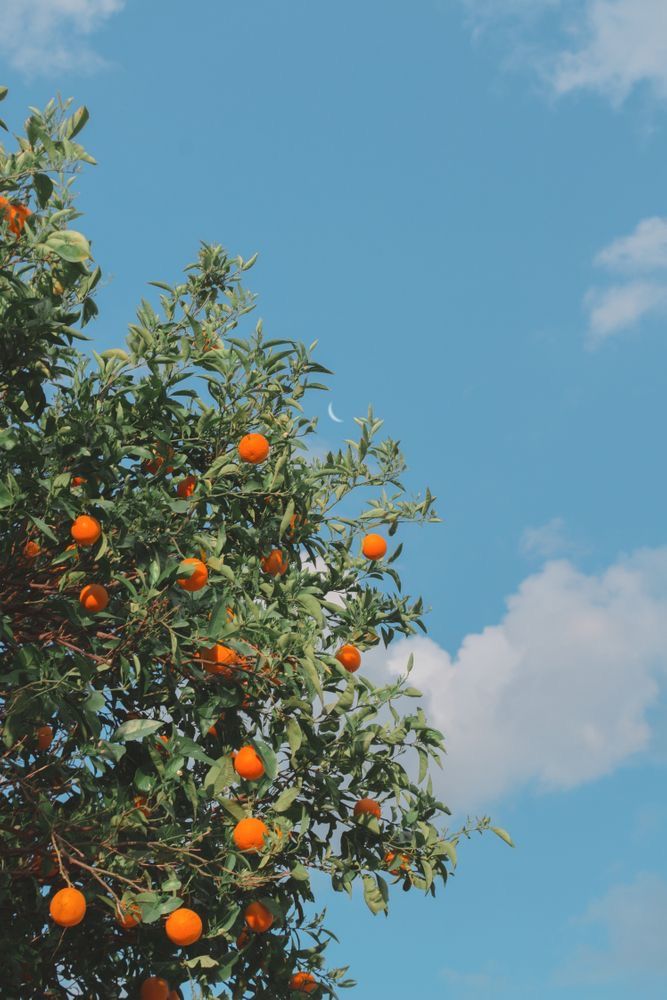 an orange tree with lots of ripe oranges on it's branches and blue sky in the background