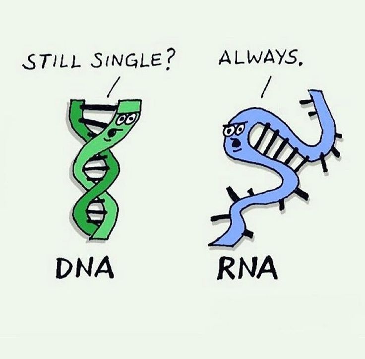 two different types of animals that are labeled in the same language, and one has a gene