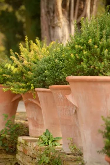 there are many potted plants in the garden