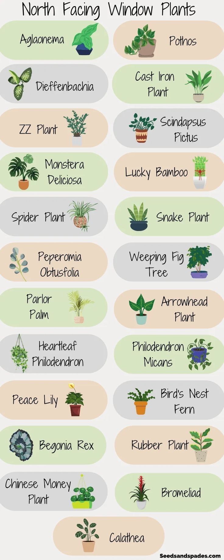 the different types of houseplants and their names