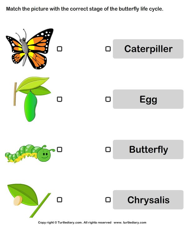 an insect and butterfly life cycle worksheet for kids to learn how to read