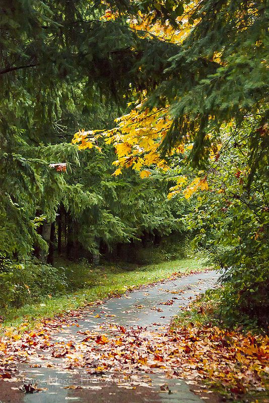 an empty road surrounded by trees and leaves