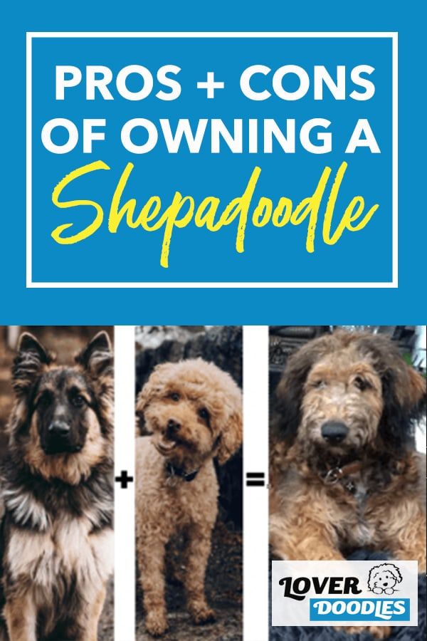 the pros and cons of owning a sheeppaddlee for your dog