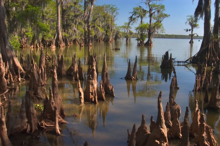 the trees are growing in the water and there is no image on this page to describe