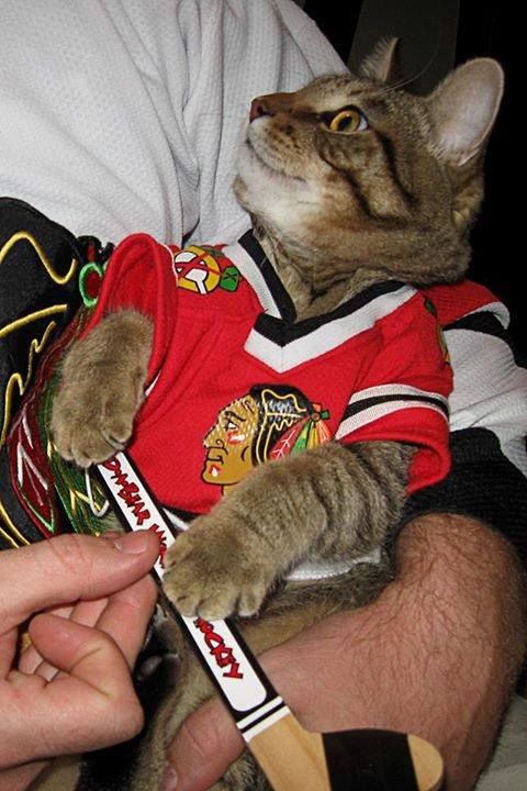 a cat wearing a hockey jersey is being held by someone