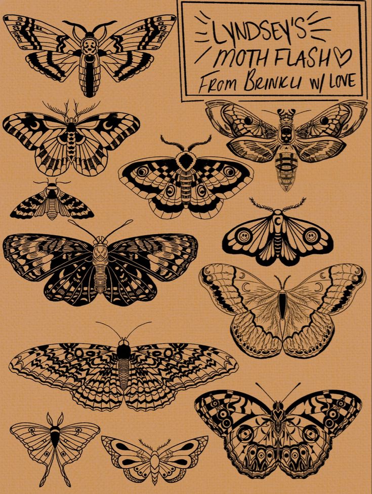 an image of moths in different colors and sizes on a piece of paper with the words linden