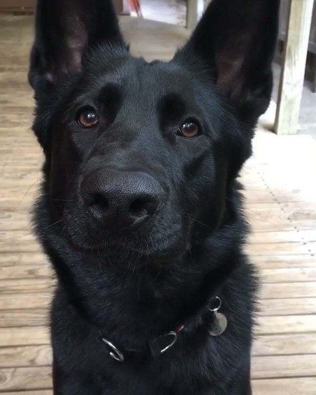 a black dog sitting on top of a wooden floor