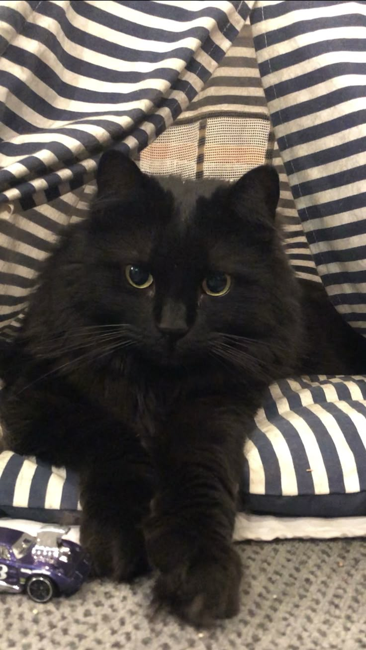 a black cat laying on top of a striped couch