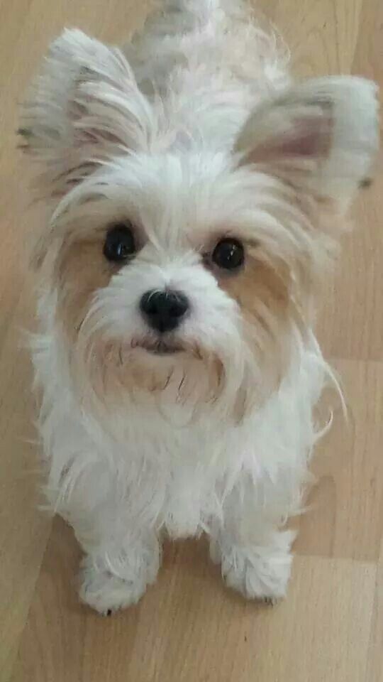 a small white dog standing on top of a wooden floor