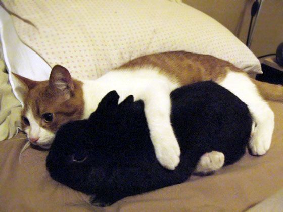 two cats laying next to each other on a bed