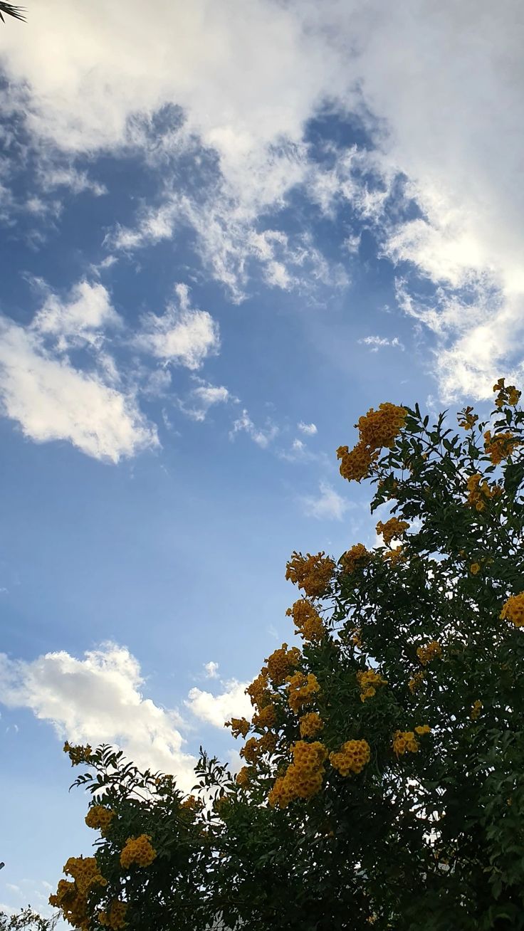 yellow flowers are blooming on the treetops against a blue sky with white clouds