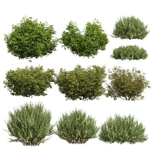 various bushes and trees on a white background