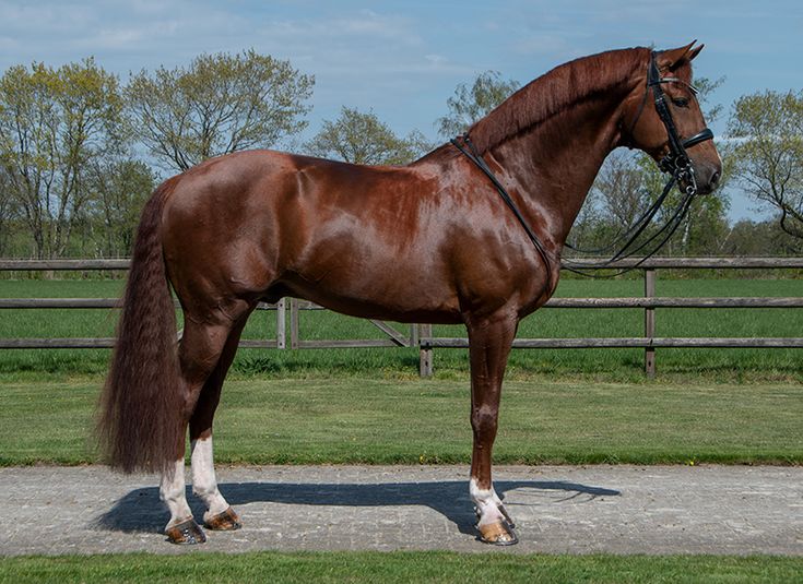 a brown horse standing on top of a lush green field