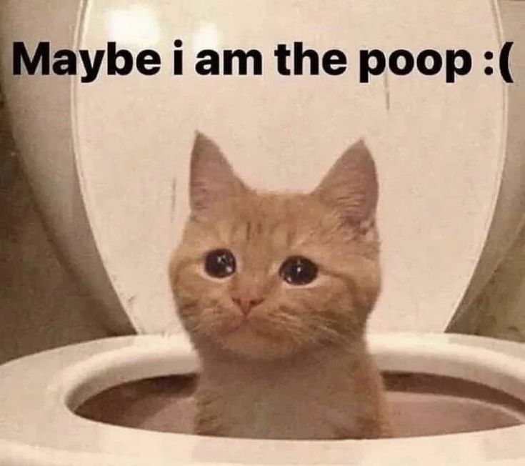 an orange cat sitting on top of a toilet seat with the caption maybe i am the poop