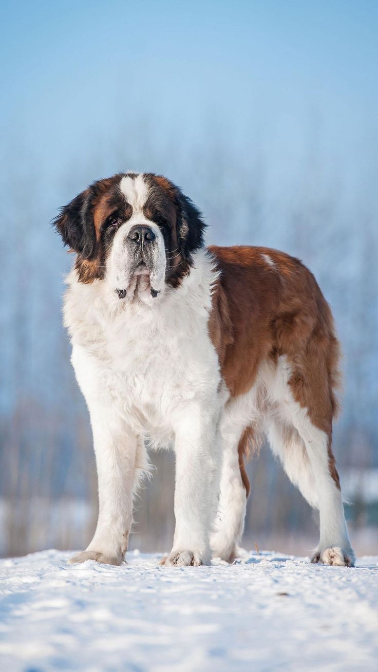 a large brown and white dog standing on top of snow covered ground with trees in the background