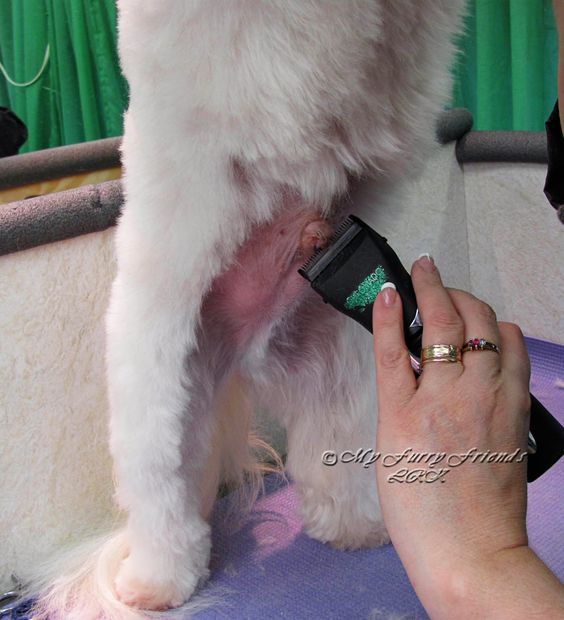 a white dog standing on top of a table next to a person holding a hair dryer