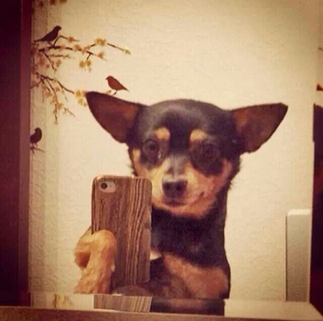 a small dog sitting on top of a wooden table next to a bird and tree