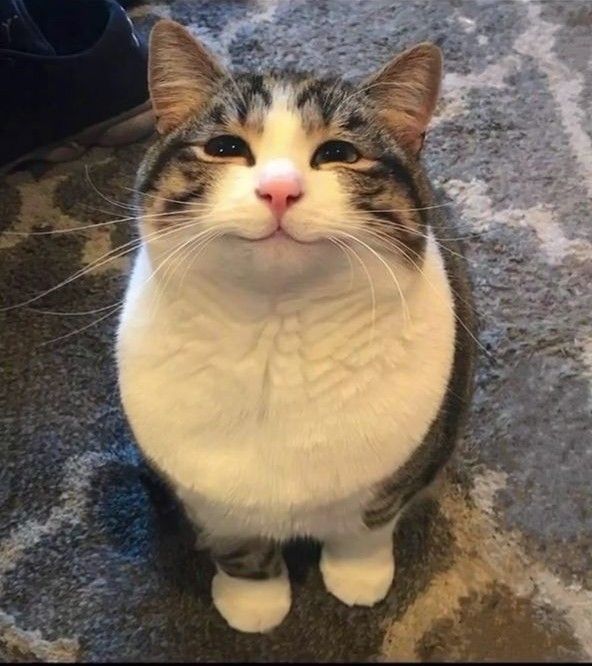 a cat is sitting on the carpet and looking up at something with its mouth open