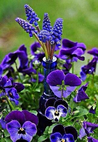 purple flowers are in a blue vase on the ground