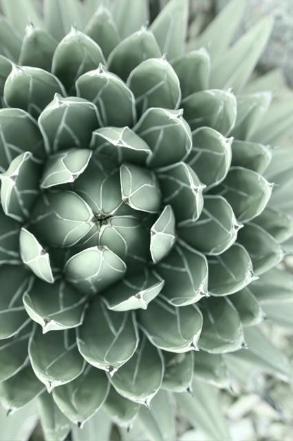 the top view of a large green flower