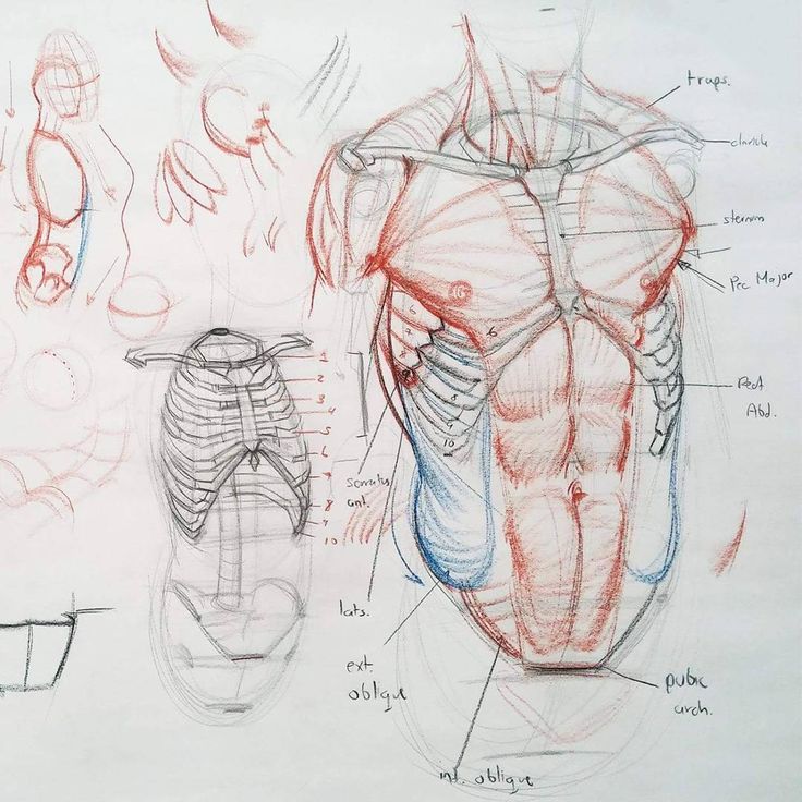 an image of a drawing of the muscles