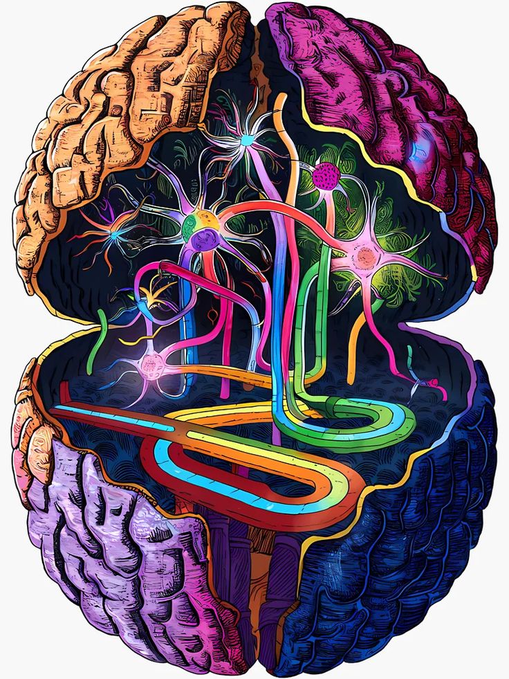 an image of the inside of a human brain showing different areas of the nervous system