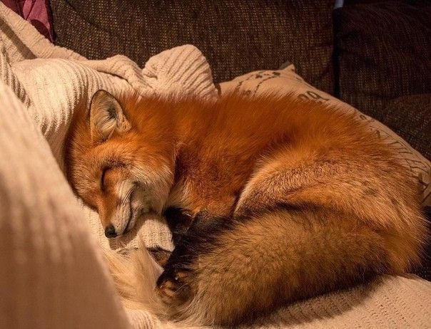 a red fox curled up sleeping on a couch