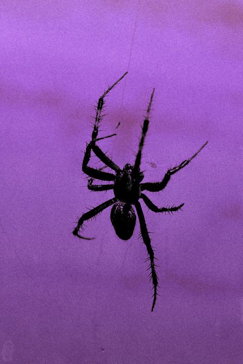 a spider is hanging upside down on its web in the dark purple sky with no one around it