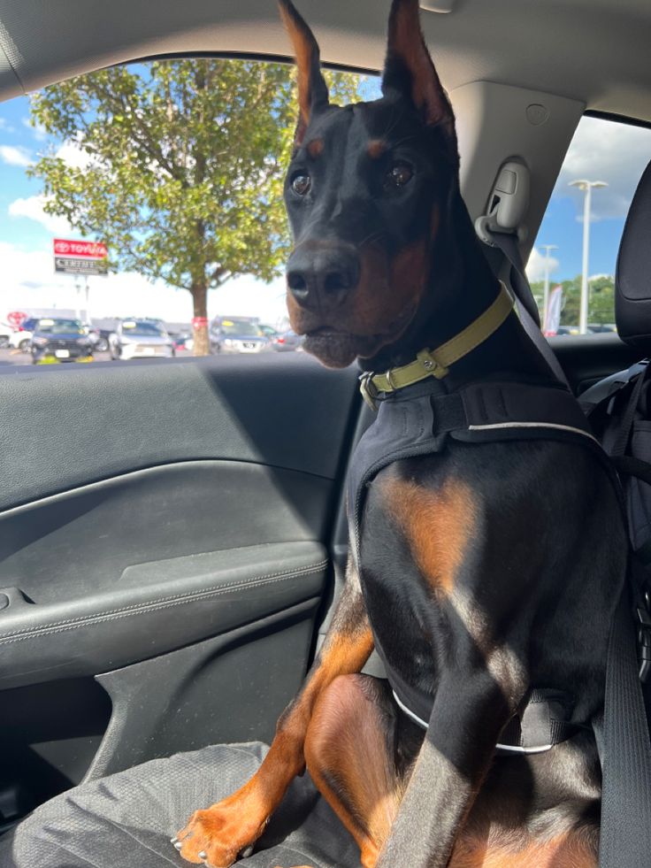 a dog sitting in the back seat of a car