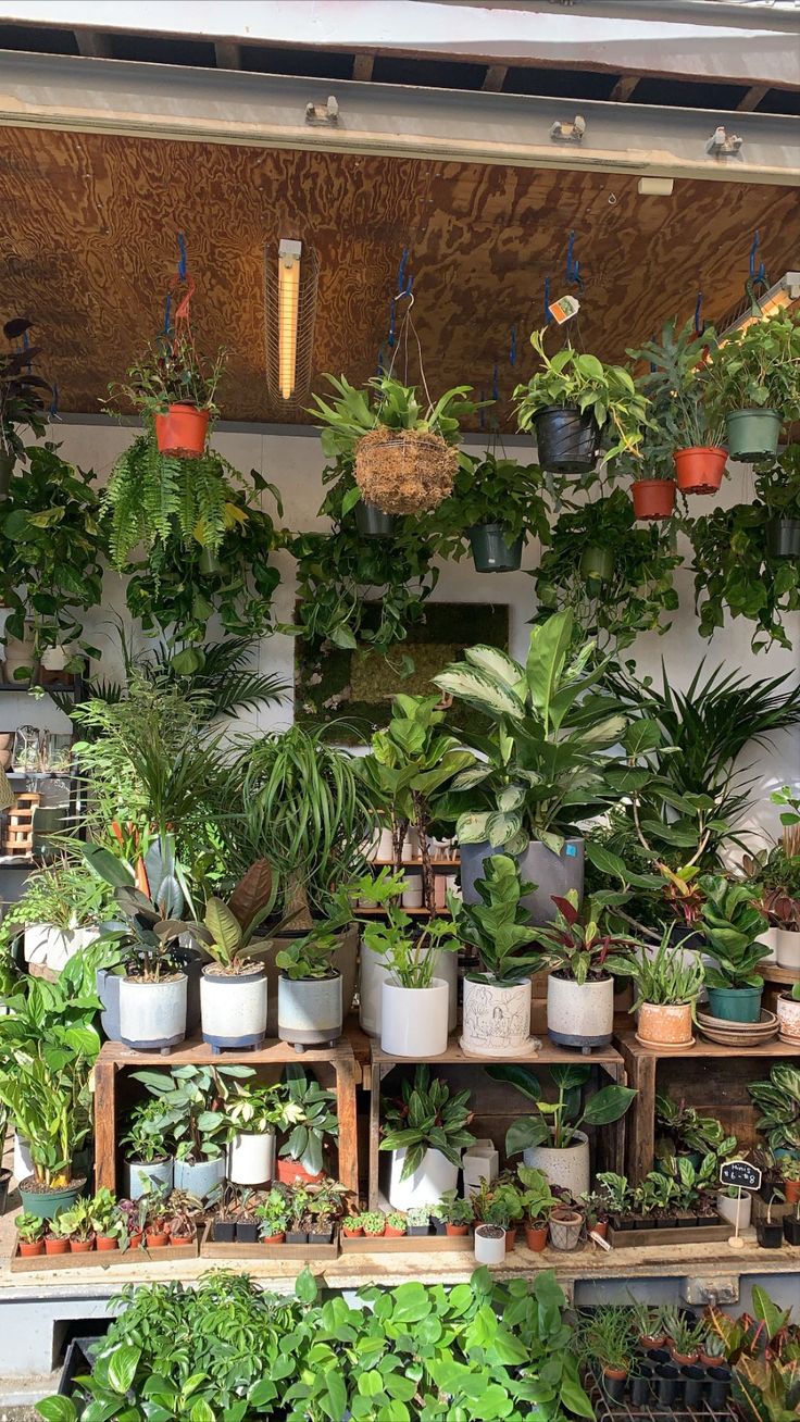 many potted plants are hanging on the wall