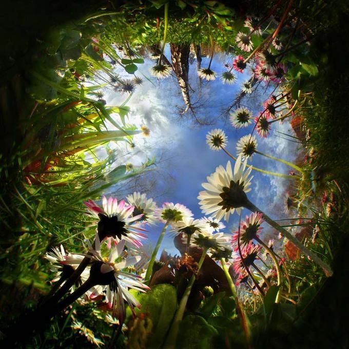 looking up at the sky through some wildflowers