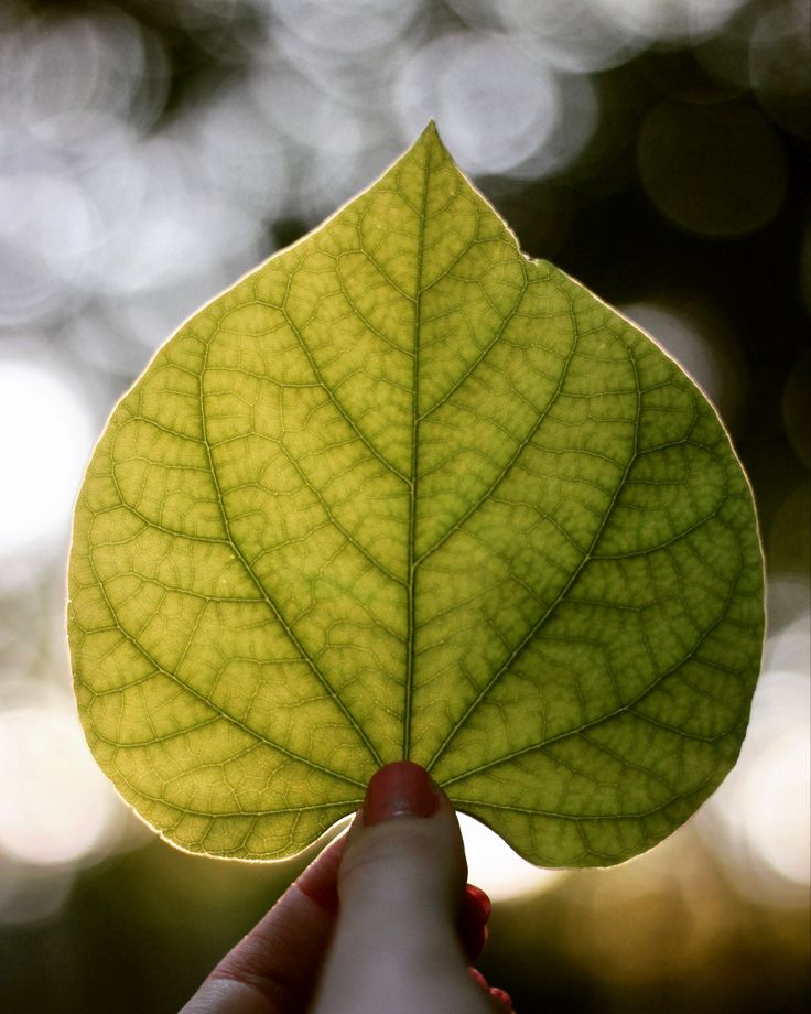 a person holding up a green leaf in their hand