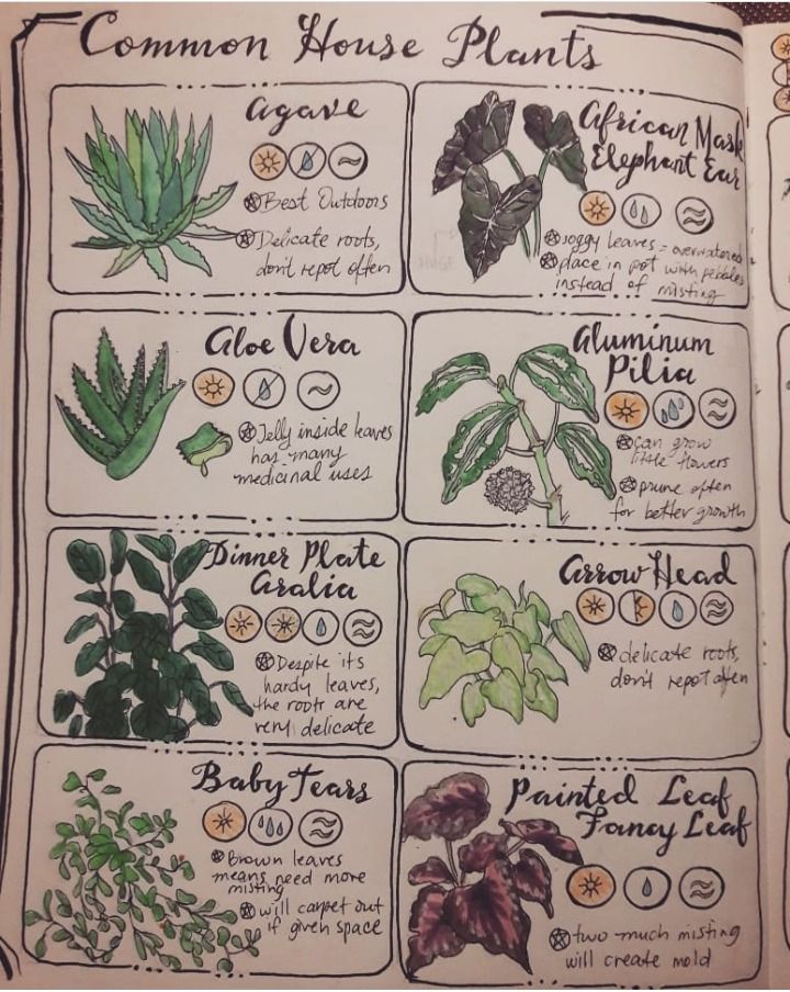 Throw Some Herbs On That Shit — herbwicc:   Pages one & two of Common House Plants... Plant Journal Ideas, Common House Plants, Just Add Magic, Green Witchcraft, Magia Das Ervas, Plant Journal, Grimoire Book, Plant Book, Book Of Shadow