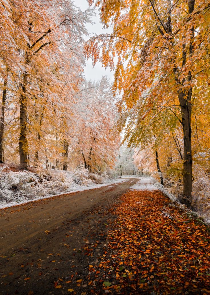 an empty road surrounded by trees with yellow leaves on the ground and snow on the ground