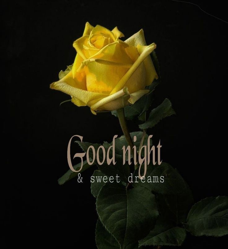 a yellow rose with the words good night and sweet dreams