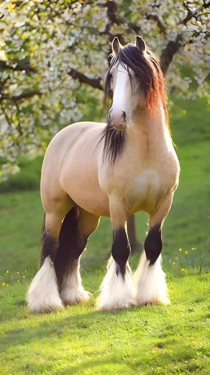 a brown and white horse standing on top of a lush green field next to trees