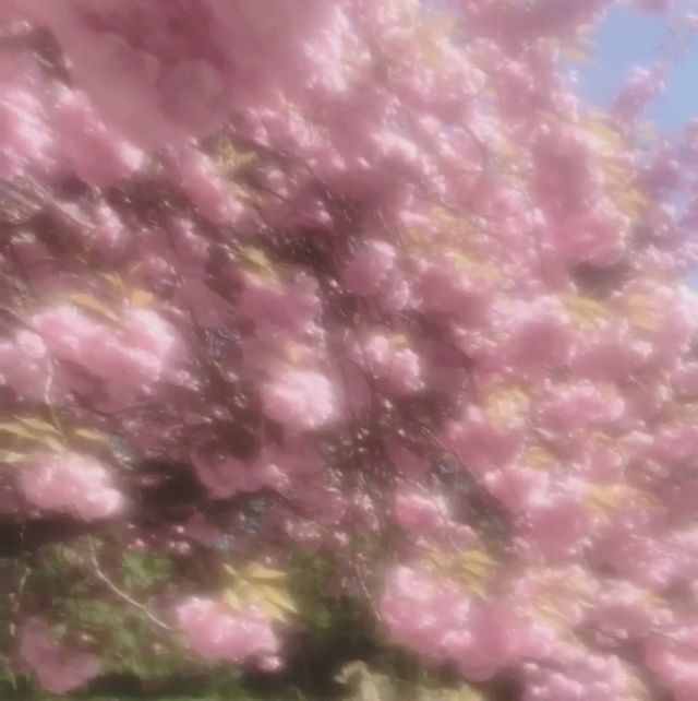 pink flowers are blooming on the trees outside