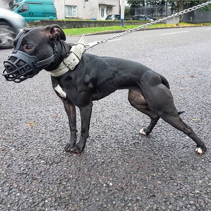 a black and white dog wearing a muzzle on a leash standing in the middle of a street