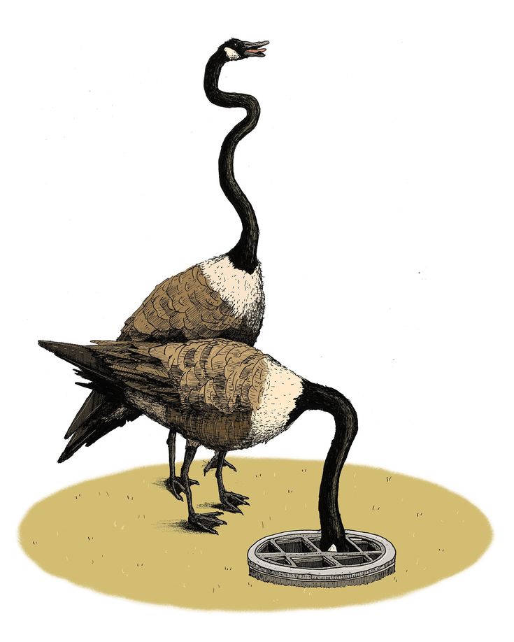 a drawing of two birds standing on top of each other's legs, one with its head in the ground