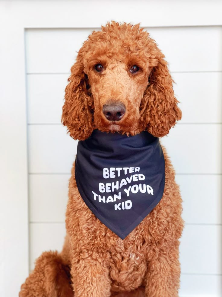 a poodle wearing a bandana saying, better behaving than your dog