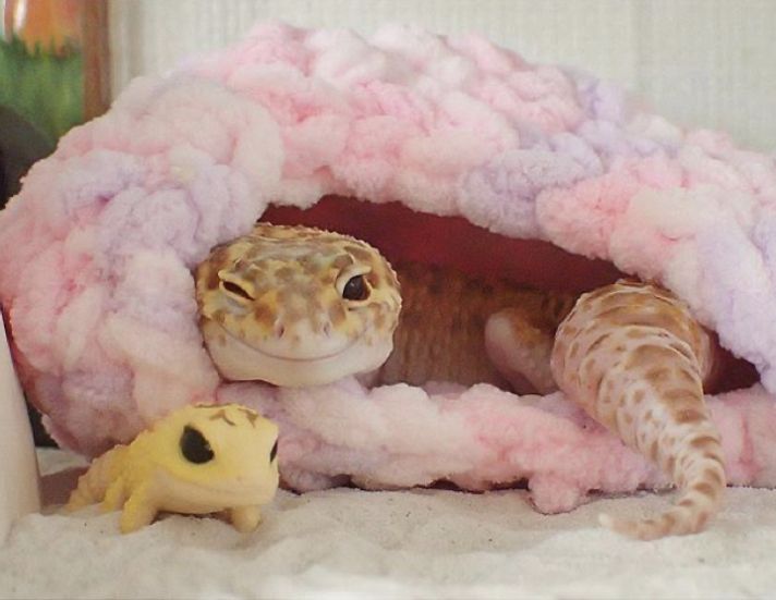 a lizard and a gecko are sitting in a pink cave with fake fur on the floor