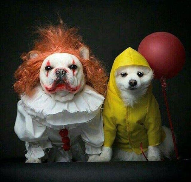 two dogs dressed up as clowns, one with red hair and the other white