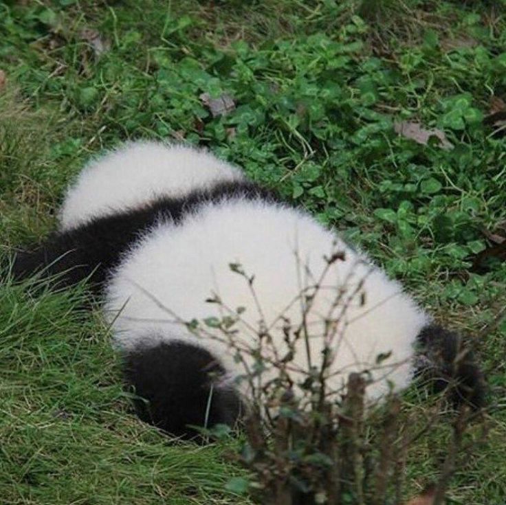 a panda bear is laying in the grass