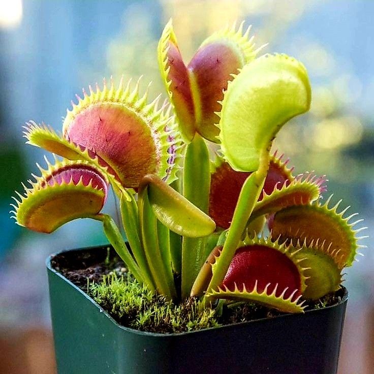 a close up of a plant in a pot with moss growing on the outside and inside